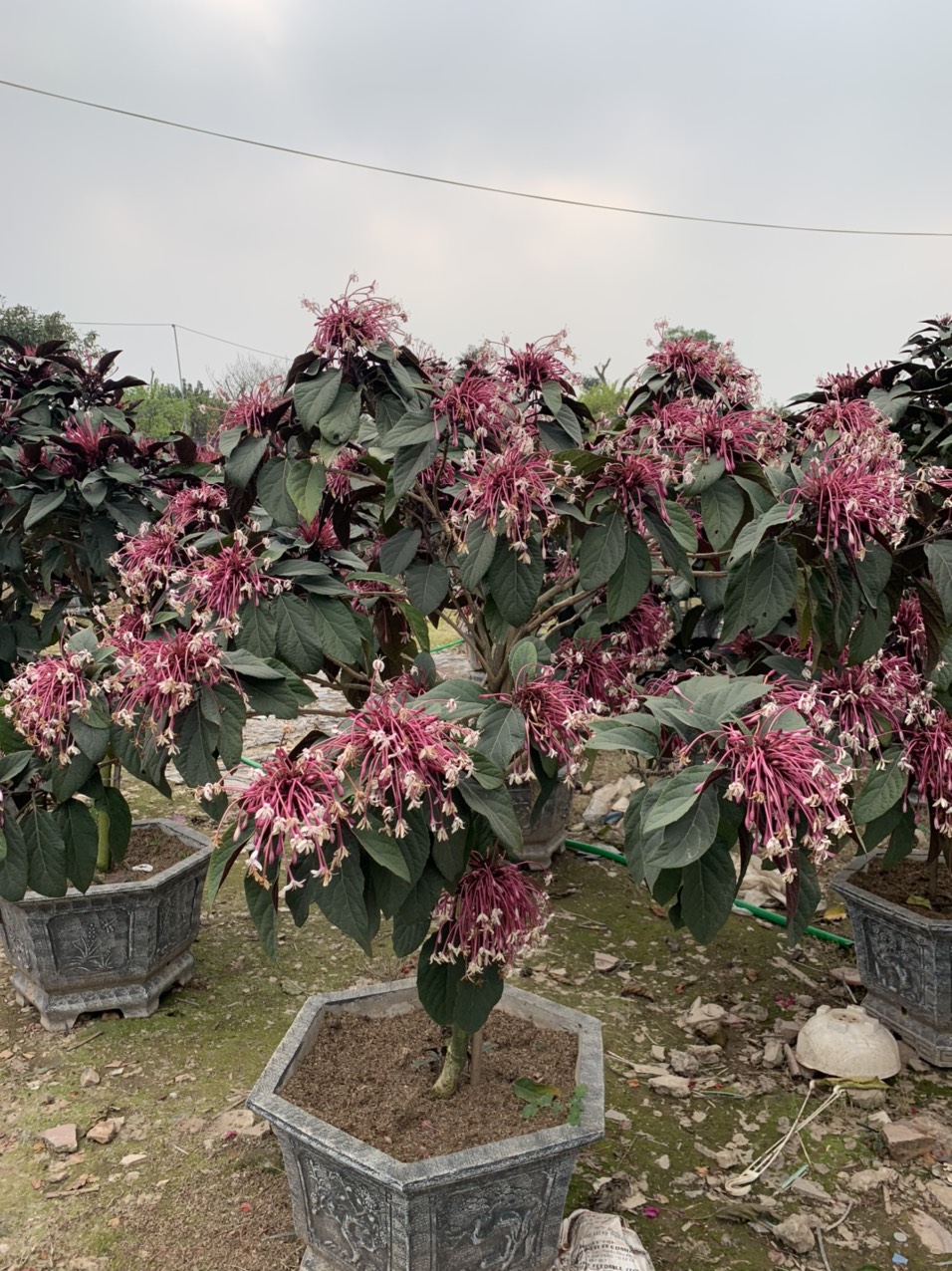Cây hoa Thiên Phúc: Đặc điểm, công dụng, ý nghĩa và chăm sóc