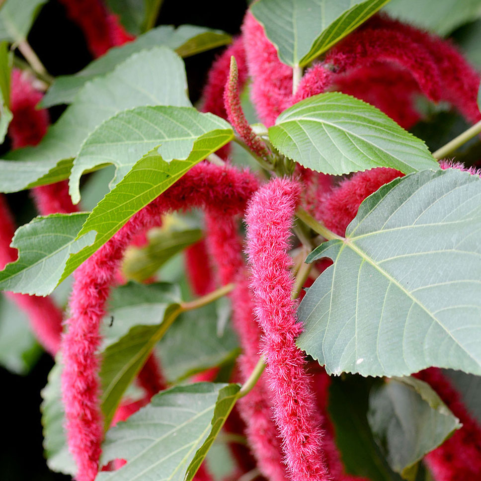 Tai Tượng Đuôi Chồn và những tác dụng không tưởng