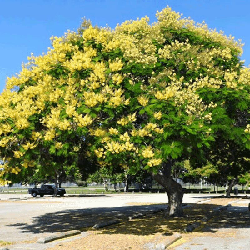 Cây lim xẹt: Cách trồng và chăm sóc