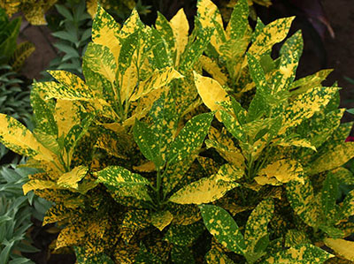 Cây Cô Tòng Lá Đốm - Giống Hoa Đẹp