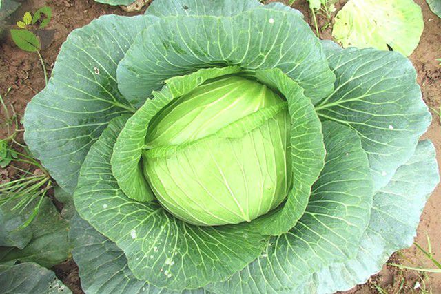 Những lợi ích tuyệt vời của rau cải bắp bạn nên biết