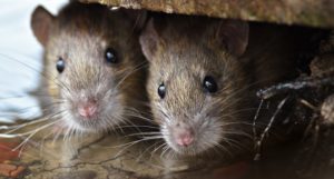 Rat Removal Melbourne, Rat Control & Mice Exterminator