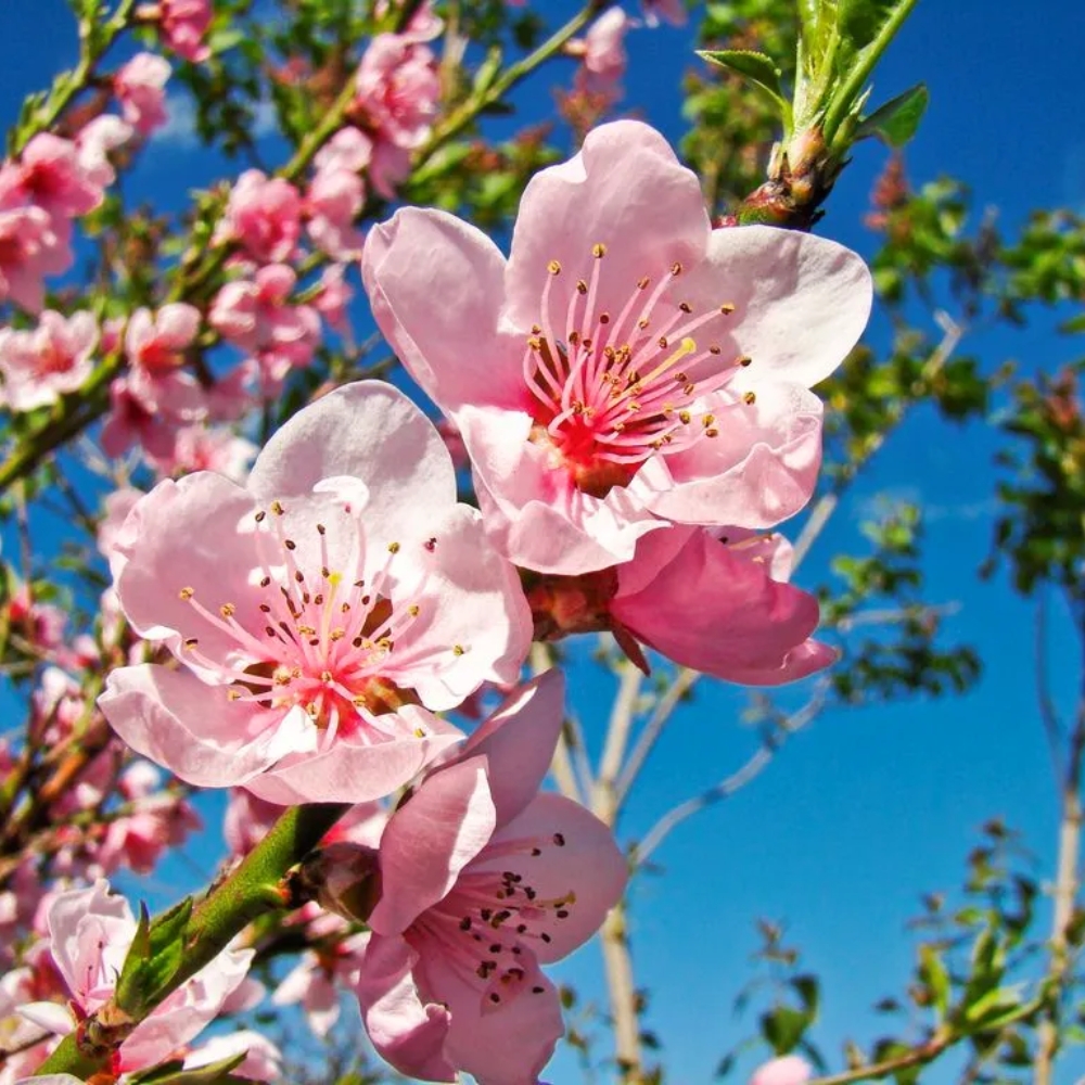 Hoa đào ngày Tết mang lời chúc may mắn từ đất trời - Đặt hàng Coop Online