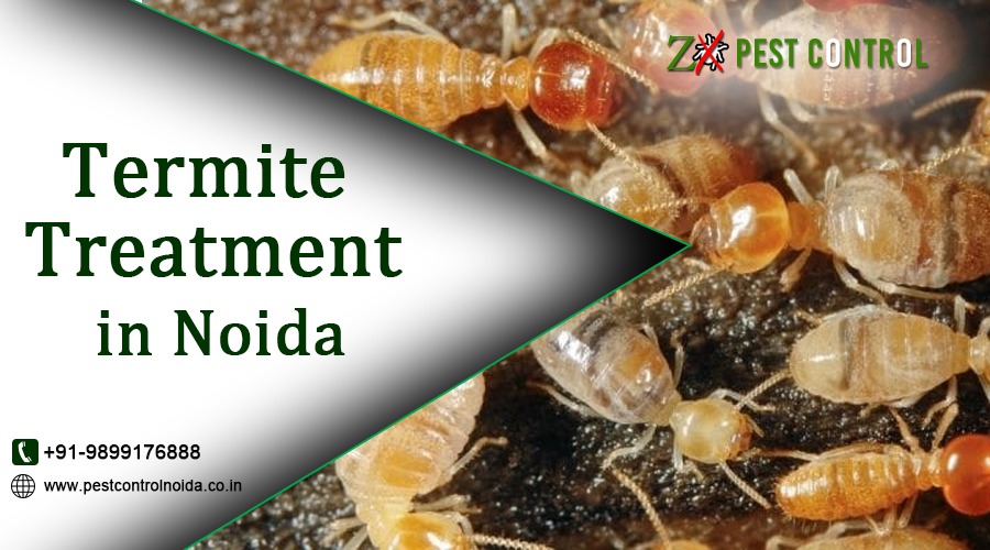 Termite Treatment in Noida: Protecting Your Property from Silent Invaders – Pest Control Noida