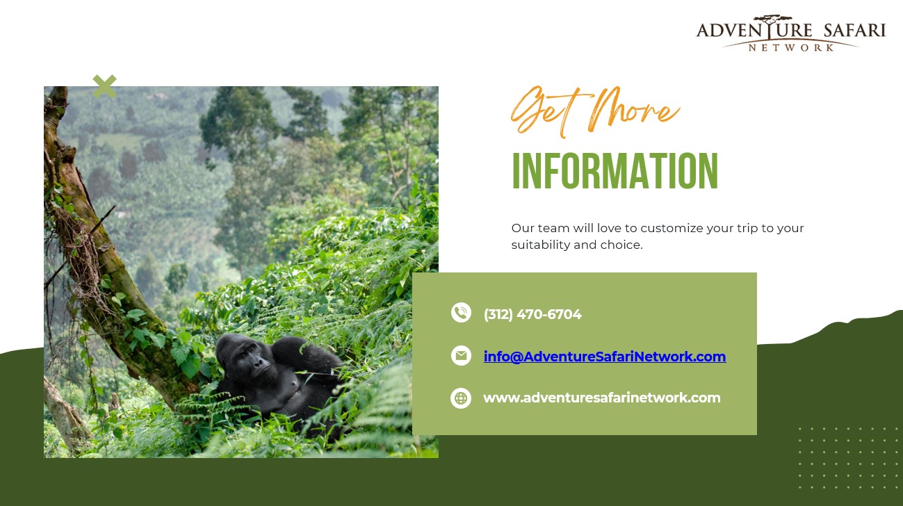 Discover the Best Luxury African Safari Tours in Chicago at Affordable Rates | AtWrite