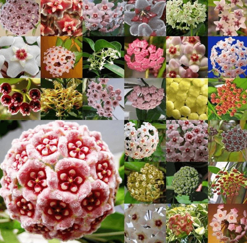 Hoa Cẩm Cù tổng hợp và phân loại