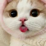 Cute Cat Blogs