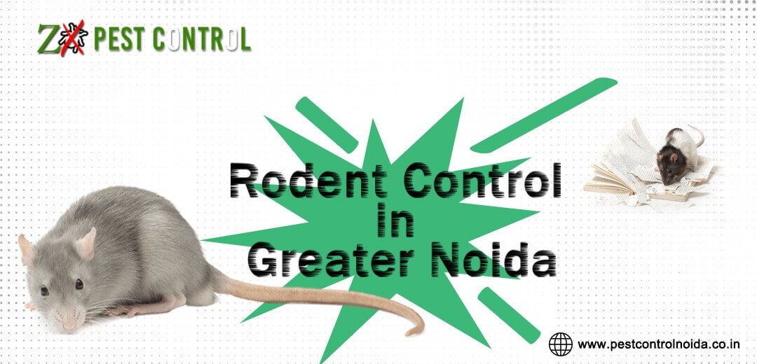 Comprehensive Rodent Control Solutions for Greater Noida and Noida Residents – Pest Control Noida
