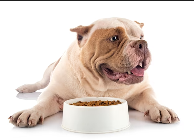 Get Nutritional Dog Food in Dubai & Keep Your Dog Healthy - Robert Ruder - Medium