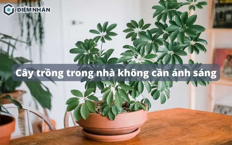 20 Loại cây trồng trong nhà không cần ánh sáng, dễ chăm sóc