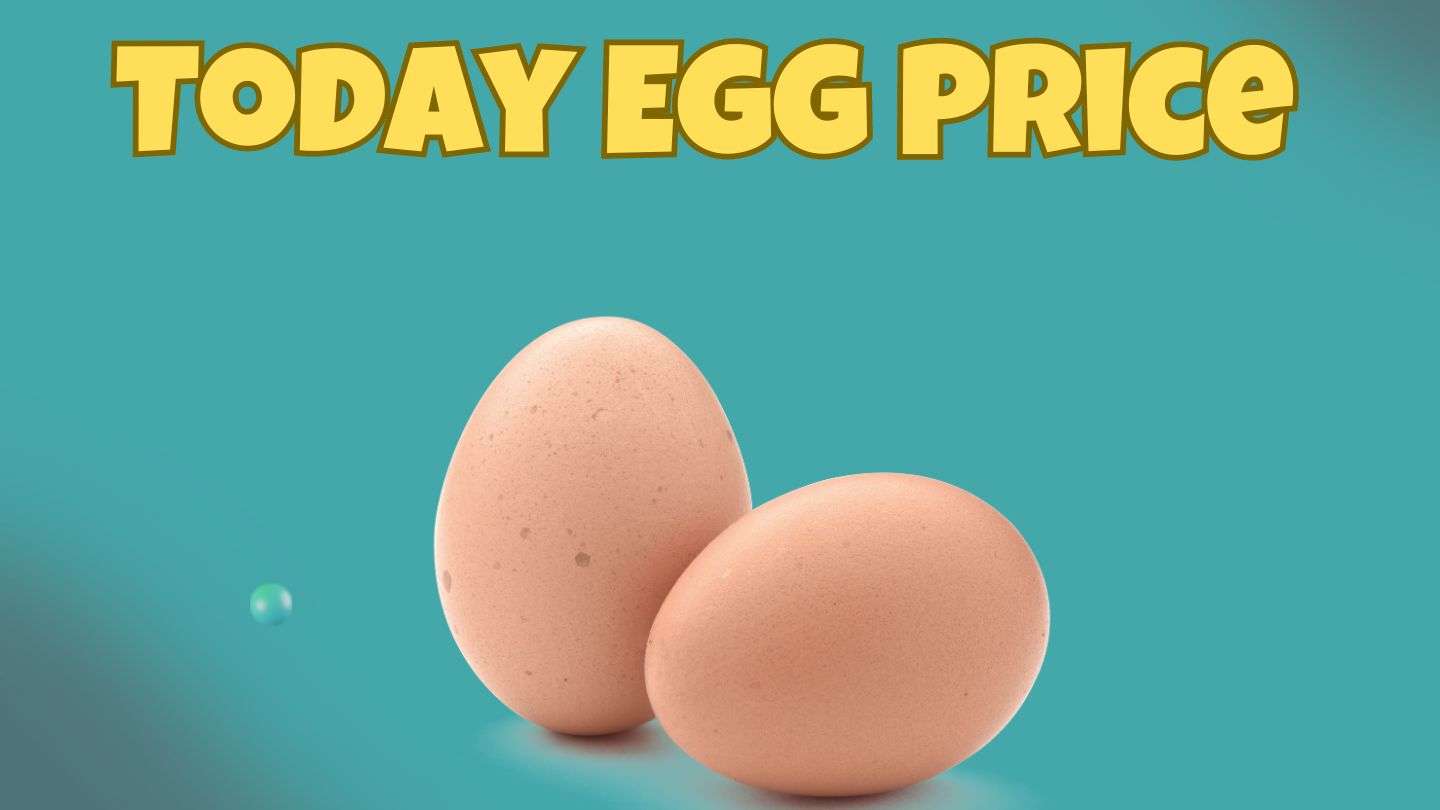 todayegg rate