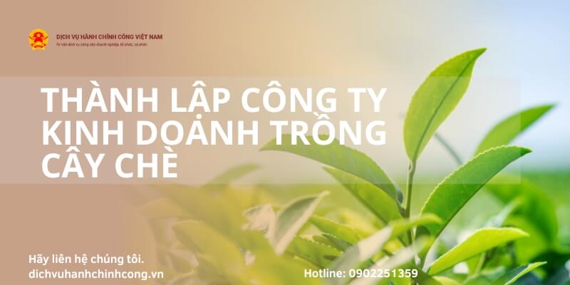 Hướng dẫn thành lập công ty kinh doanh trồng cây chè nhanh chóng