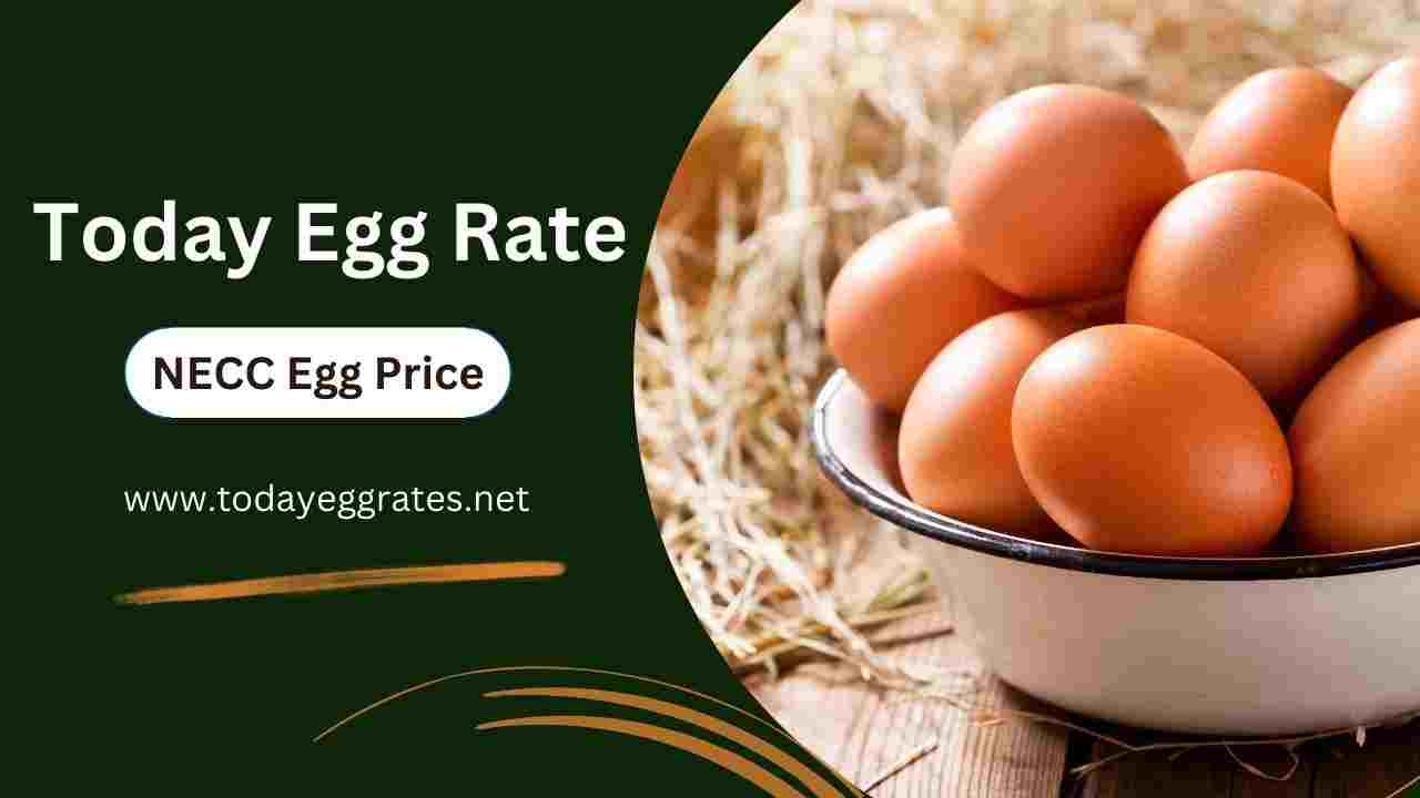 Hyderabad Egg Rate (Today NECC Egg Rate in Hyderabad) - TodayEggRates