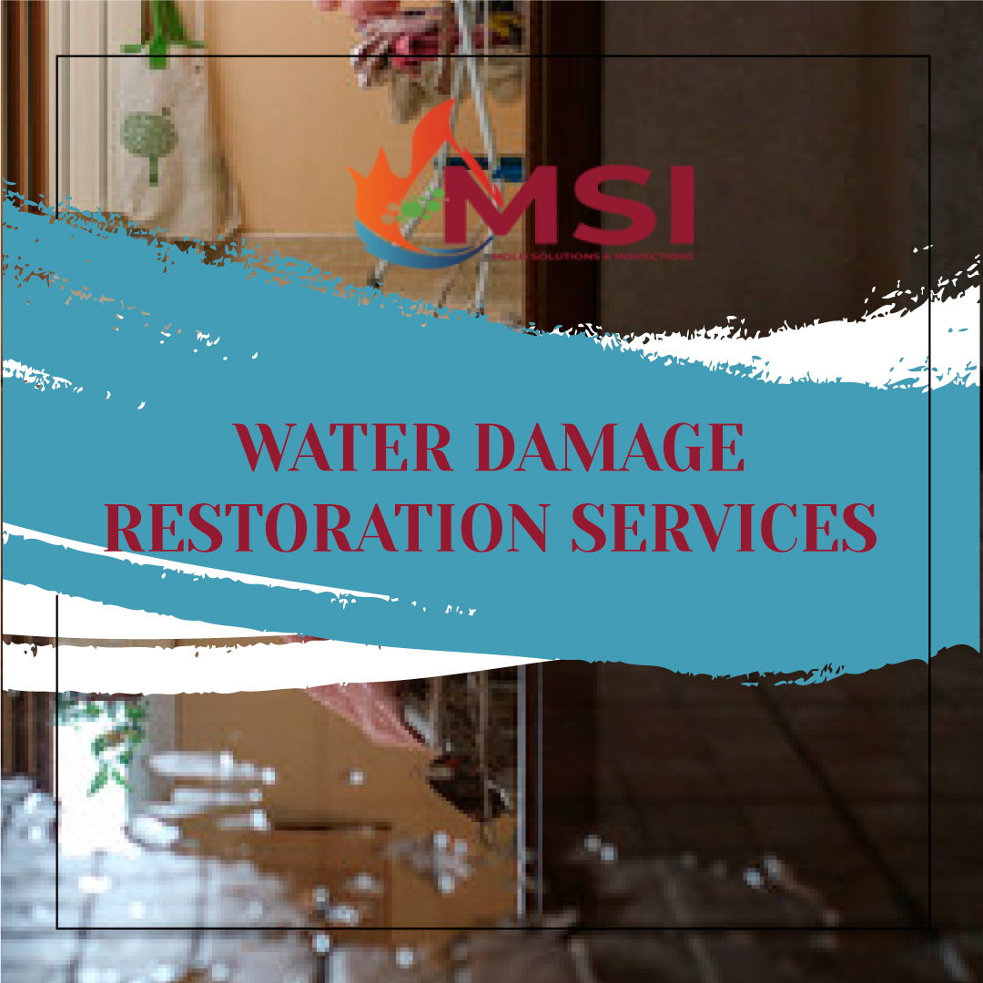 Reviving Spaces: The Art and Science of Water Damage Restoration – Mold Solutions & Inspections