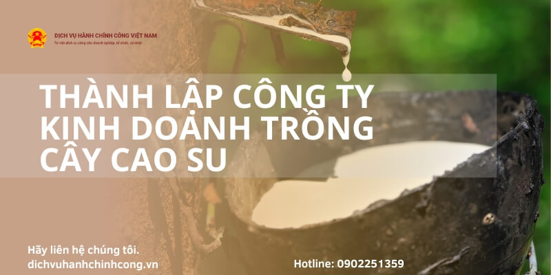 Quy trình thành lập công ty kinh doanh trồng cây cao su MỚI NHẤT