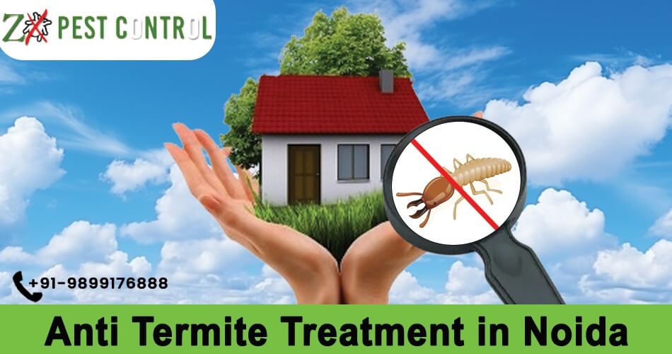 Blog | Anti Termite Treatment in Noida | Pest Control Noida