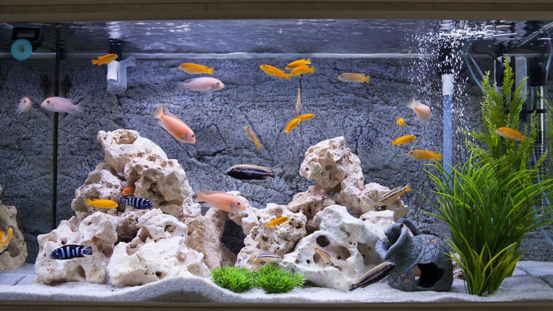 Essential Tips For Keeping Your Aquarium Fish Healthy