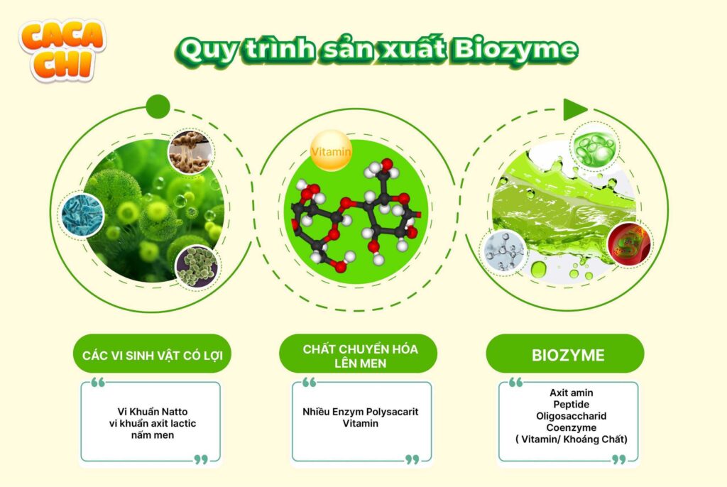 Biozyme - Chiết xuất từ hơn 40 loại rau củ quả hạt - Bí kíp cho hệ tiêu hóa của bé - Cacachi Official