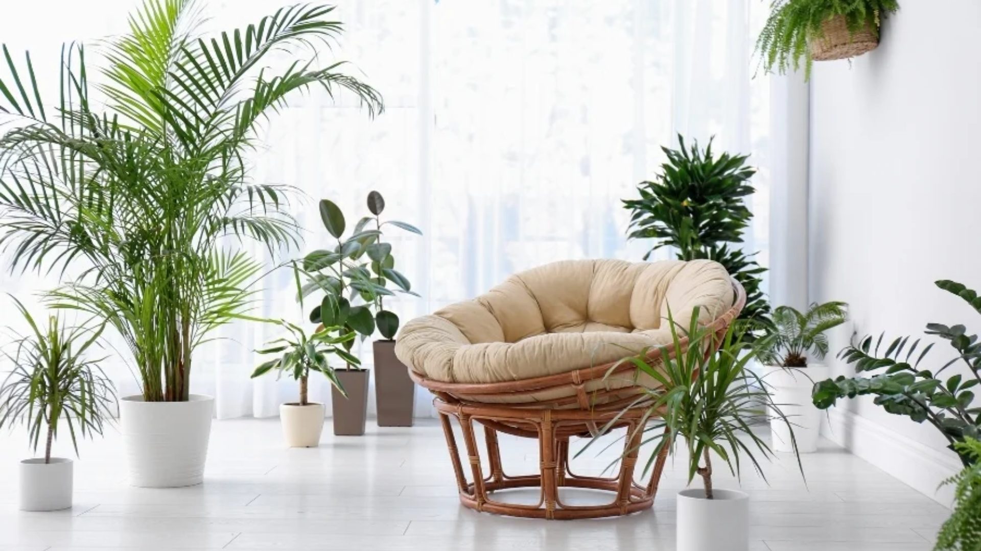 Trending Indoor Plants For Modern Living Rooms Decor