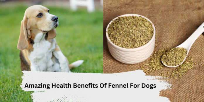 Amazing Health Benefits Of Fennel For Dogs - South Africa Today