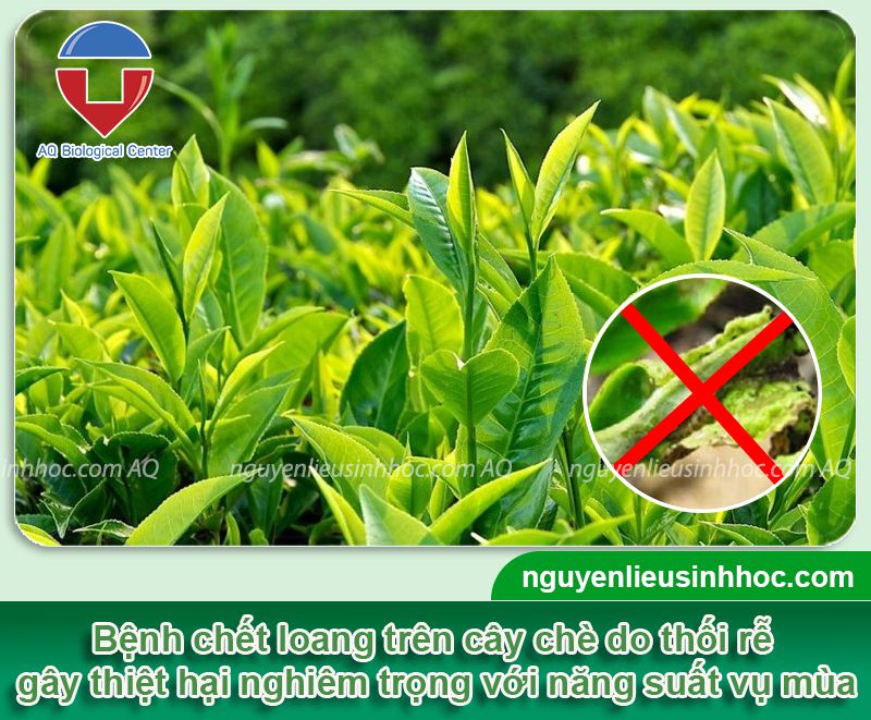 Phòng trị bệnh chết loang trên cây chè & Nguyên nhân do đâu