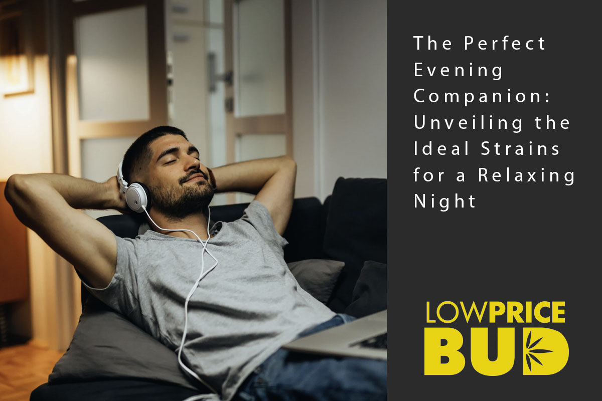 The Perfect Evening Companion: Unveiling the Ideal Strains for a Relaxing Night - Low Price Bud