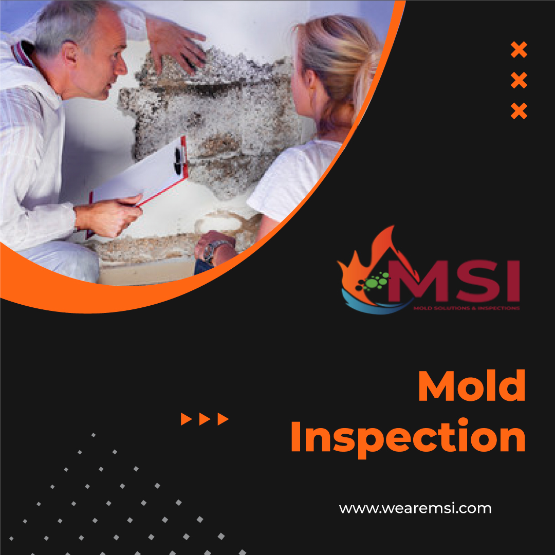 Understanding the Mold Inspection Process: What You Need to Know – Mold Solutions & Inspections