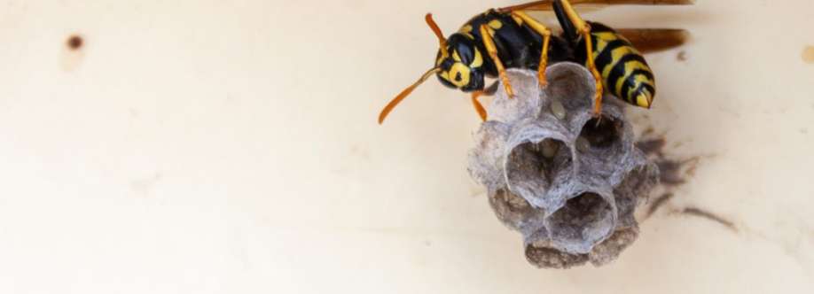 Target Wasp Removal Adelaide