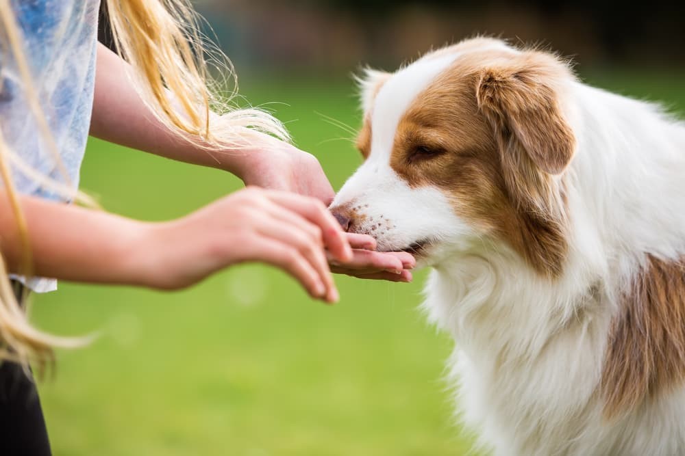 CBD Calming Bites vs. Drops for Dogs | Holistic Tails Guide