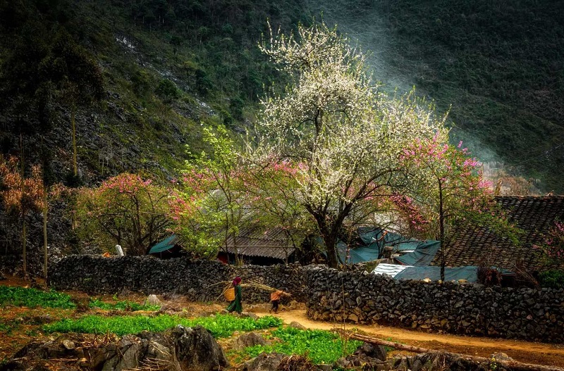 Du lịch Hà Giang tháng 1 có gì đẹp? Thời tiết Hà Giang tháng 1