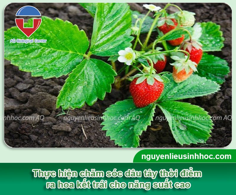 Cách chăm sóc dâu tây khi ra hoa không rụng, trái đầy cành