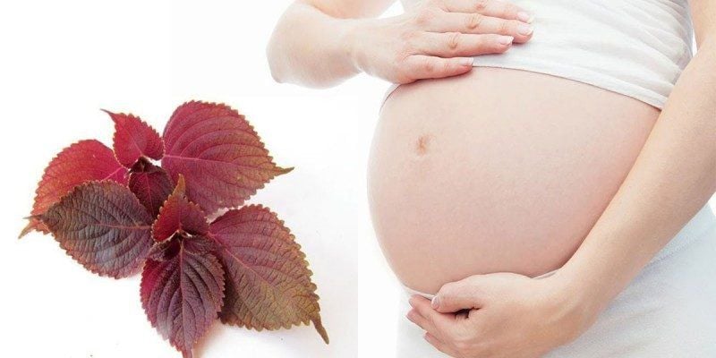 Bầu 3 tháng đầu ăn tía tô được không? – Chăm sóc sức khoẻ cho mẹ