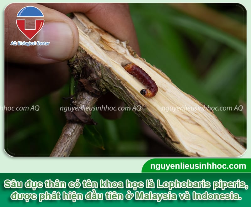 Thuốc trừ sâu ****c thân Ola insect in99 hiệu quả, an toàn cây