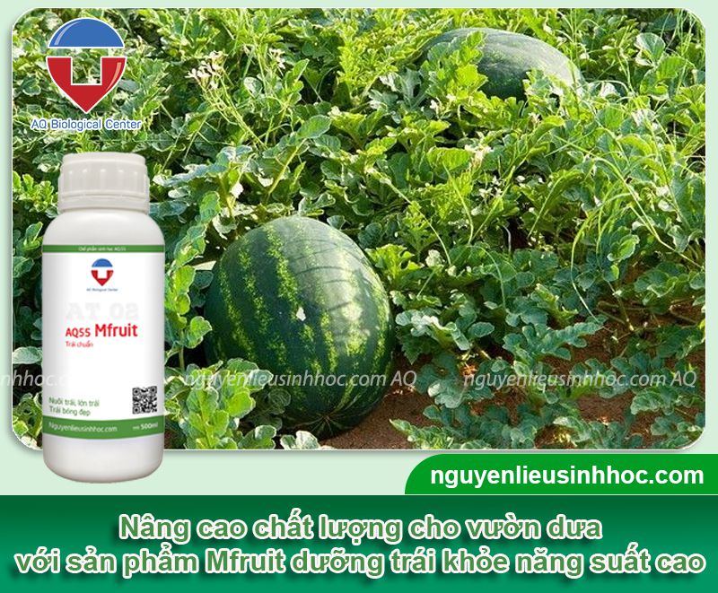 Thuốc lớn trái dưa hấu Mfruit chống rụng và nấm trái