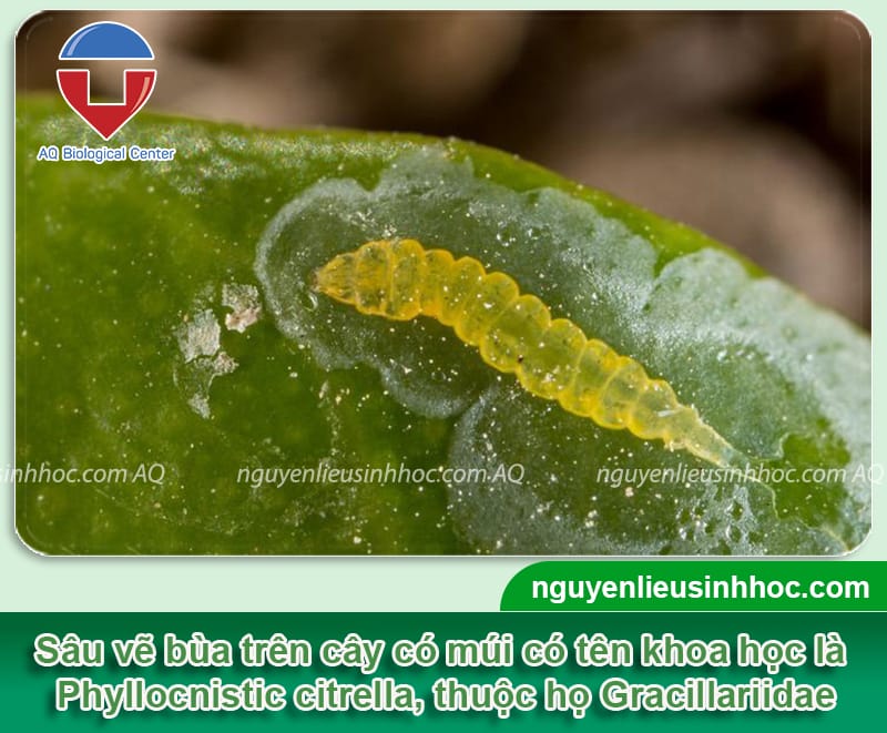 Cách phòng trừ sâu vẽ bùa hại cây ăn quả có múi hiệu quả