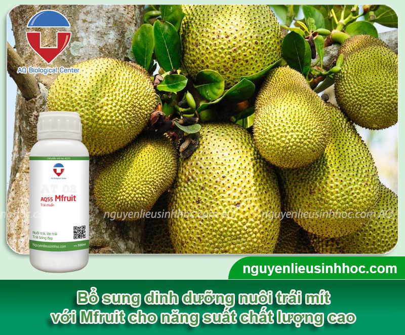 Thuốc xịt xanh trái mít lớn trái, chống rụng trái Mfruit