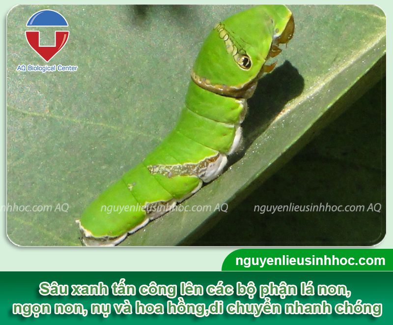 Phòng trừ sâu hại hoa hồng hiệu quả và an toàn cho cây