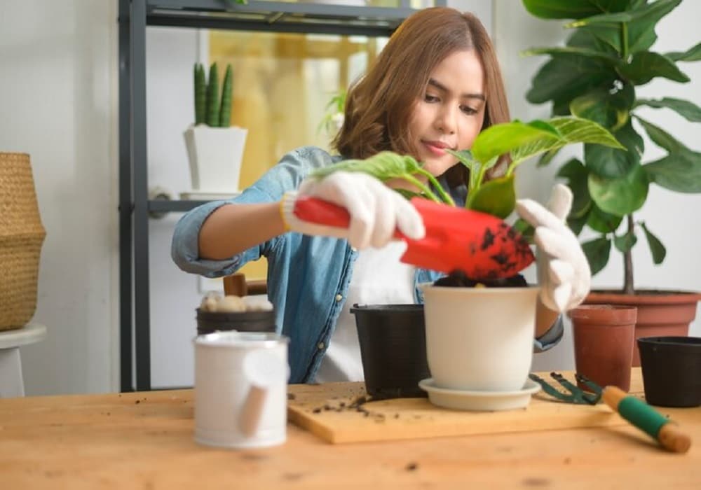 Home Gardening Tips for Beginners | Vegetable Gardening Ideas