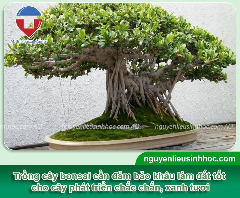 Kỹ thuật làm đất trồng bonsai cho cây xanh lá, đứng cây