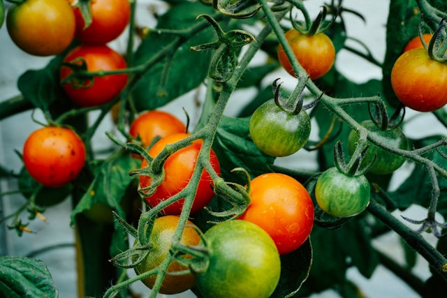 Top 5 Fastest Growing Vegetables at Home in India for Quick – BigBizStuff
