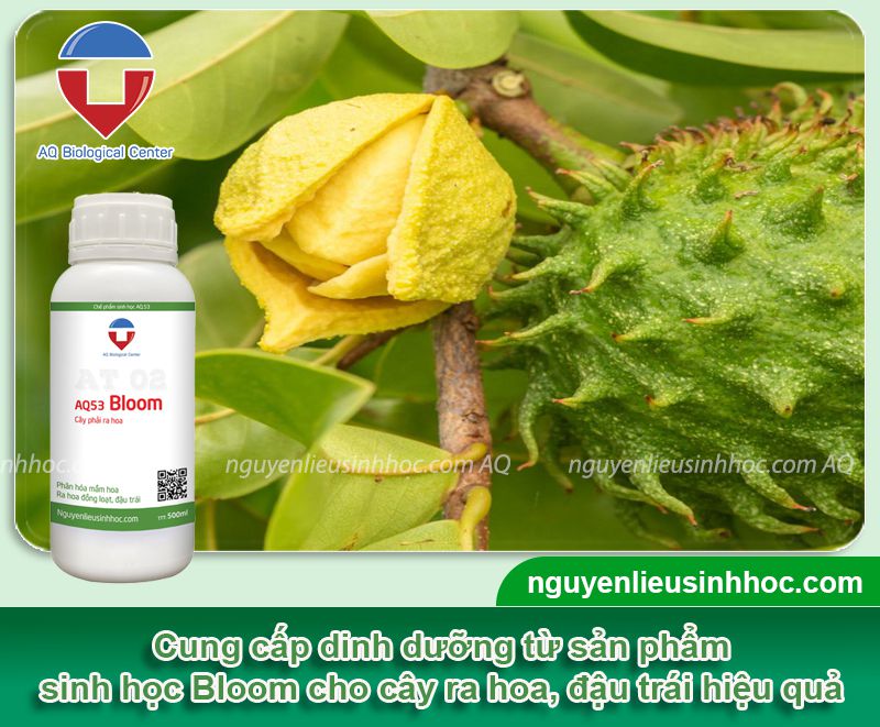 Xử lý ra hoa mãng cầu xiêm đồng đều, tăng tỉ lệ đậu trái