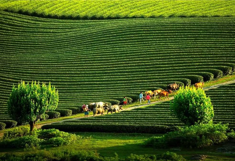 Mộc Châu ở đâu? Hướng dẫn chi tiết về vị trí và cách di