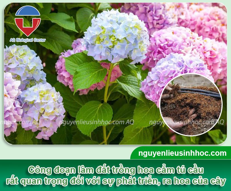 Xử lý đất trồng cẩm tú cầu trong chậu lớn nhanh, mau ra hoa