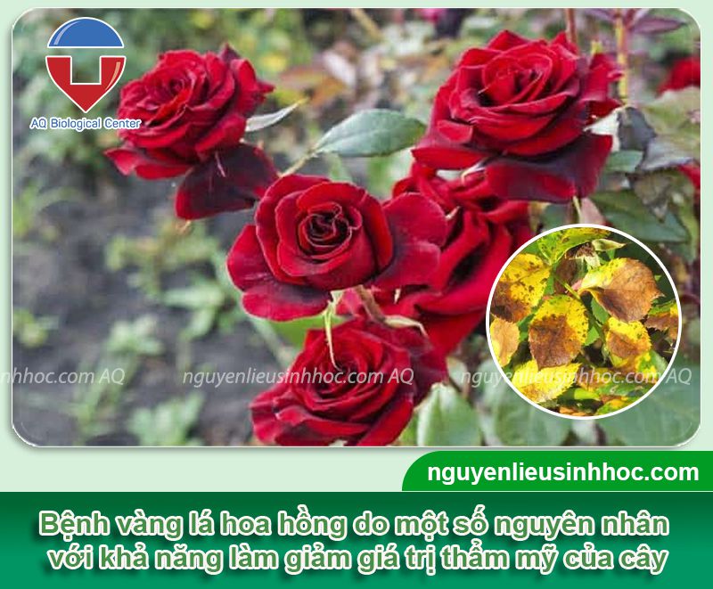Phòng trị bệnh vàng lá hoa hồng và Nguyên nhân do đâu?