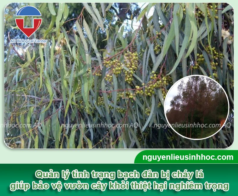 Cây bạch đàn bị cháy lá nguyên nhân do đâu? cách phòng trị