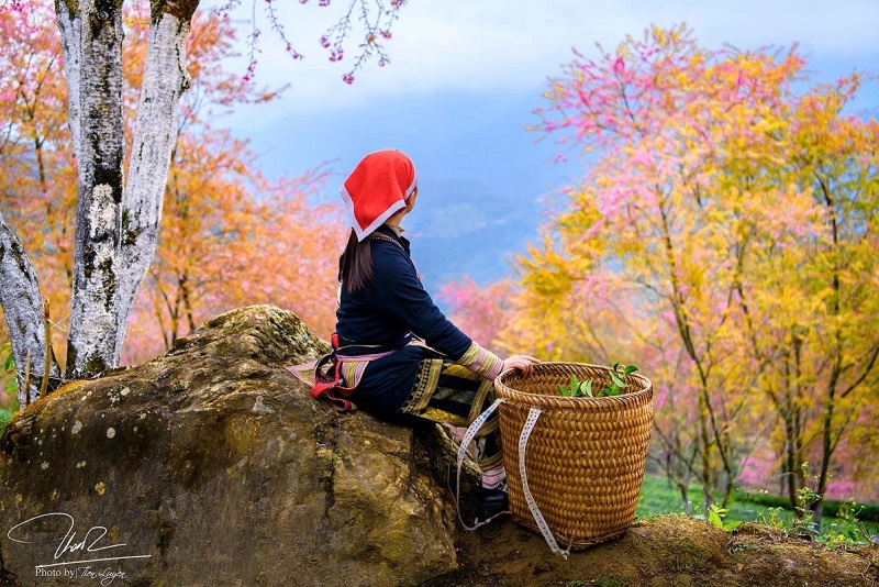 Du lịch Sapa dịp Tết Nguyên Đán - Top 9 địa điểm tuyệt đẹp