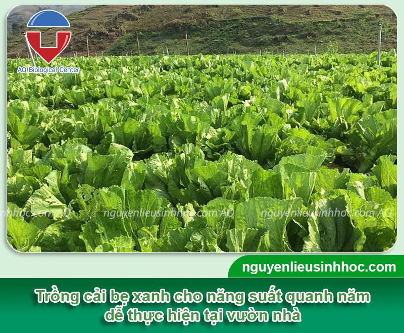 Hướng dẫn cách trồng cải bẹ xanh không sâu bệnh, xanh lá
