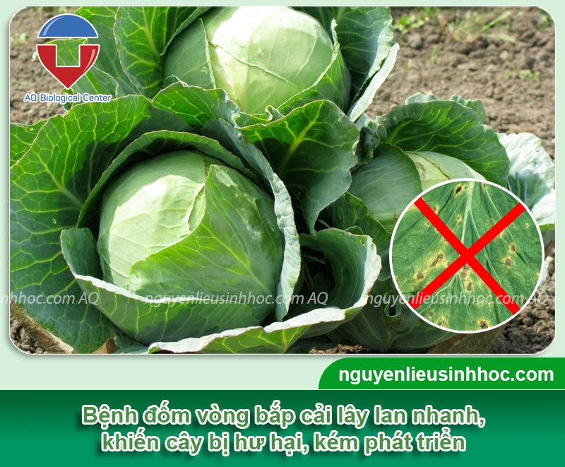 Phòng trị bệnh đốm vòng bắp cải hiệu quả và an toàn cho cây
