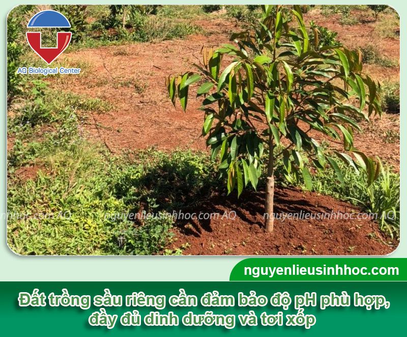 Xử lý đất trồng sầu riêng giàu dinh dưỡng, sạch mầm bệnh