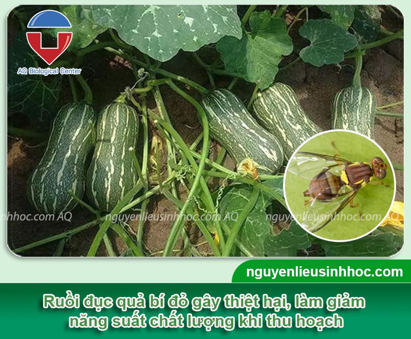 Phòng trừ ruồi ****c quả bí đỏ hiệu quả và an toàn cho cây